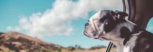 Voyager avec son chien : concilier liberté, confort et sécurité en voiture