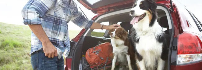 Voyager avec son chien en voiture : confort, sécurité et organisation
