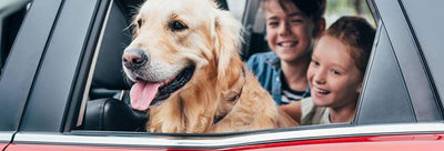 Voyager avec son chien en toute sécurité : les accessoires indispensables